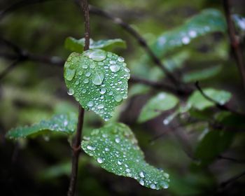Close-up of wet leaf