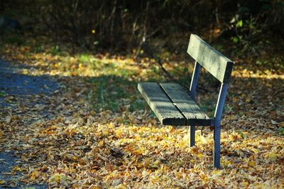 View of empty park bench