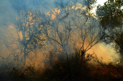 Reflection of bare trees in water at sunset