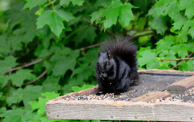 Portrait of black cat