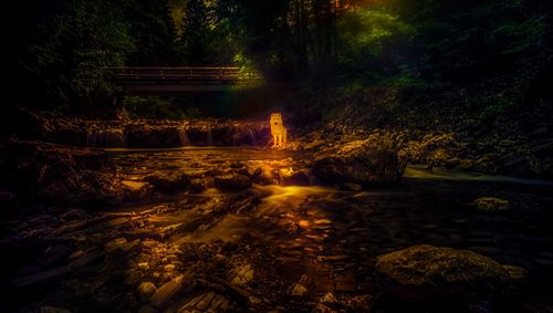 Illuminated trees in forest at night