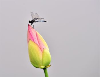 Close-up of insect on flower against gray background