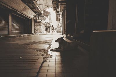 Dog in corridor