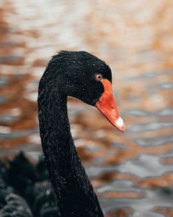 Close-up of swan in lake