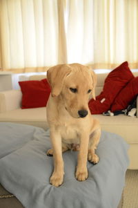 Dog relaxing on sofa at home