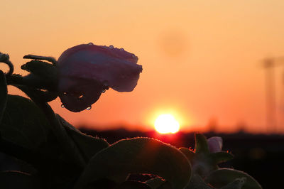 Close-up of flower against sky during sunset