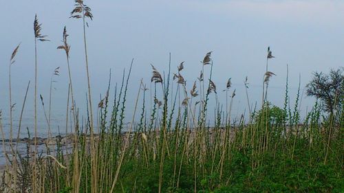 Plants growing on landscape