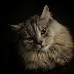 Close-up portrait of cat against black background