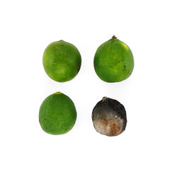 High angle view of fruits against white background