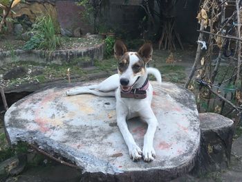 Portrait of dog with cat in yard