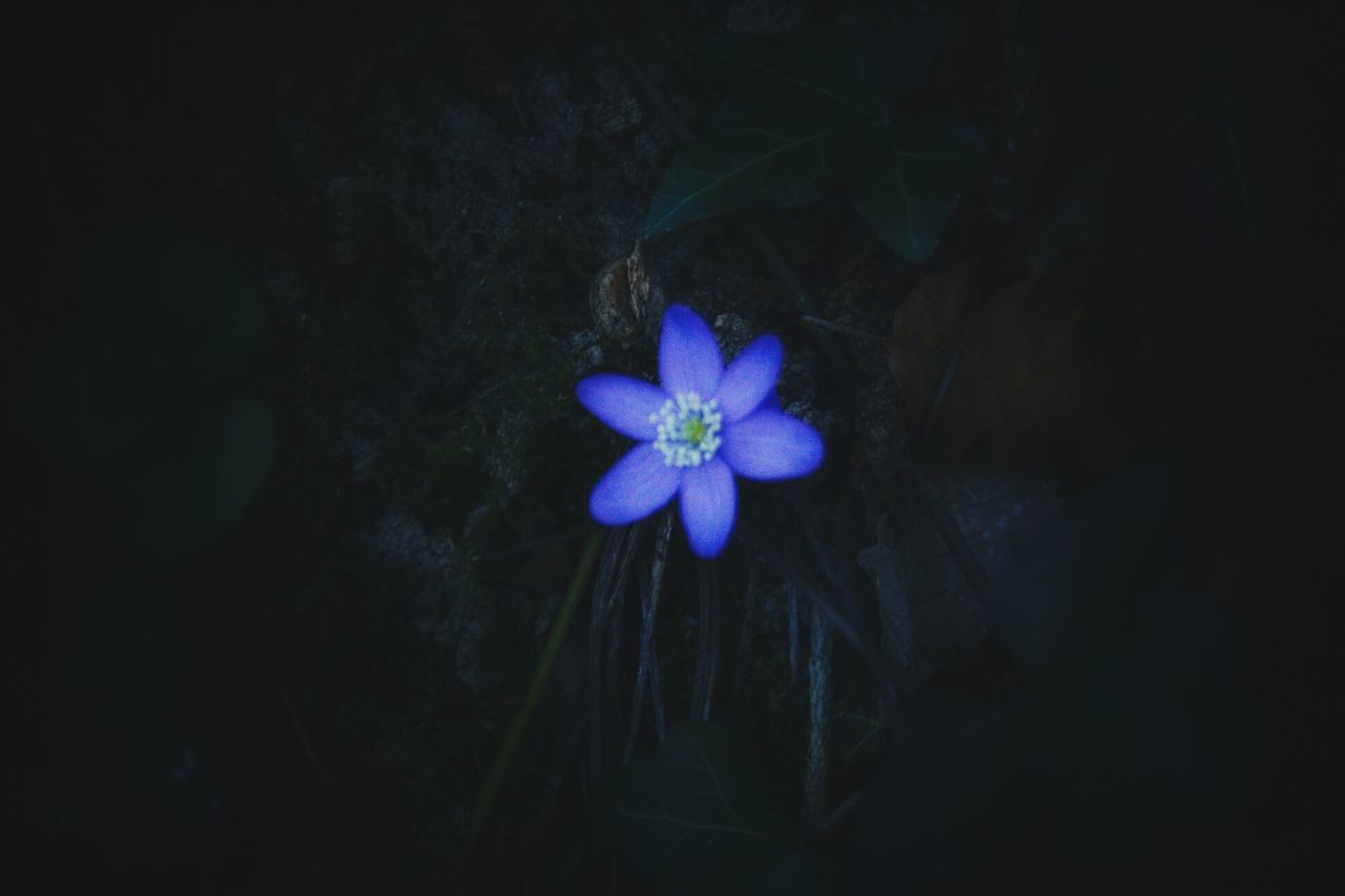 flowering plant, flower, plant, petal, freshness, night, beauty in nature, fragility, vulnerability, flower head, inflorescence, nature, no people, close-up, growth, purple, blue, high angle view, dark, outdoors, black background