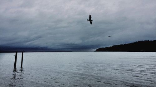 Seagull flying over sea against sky