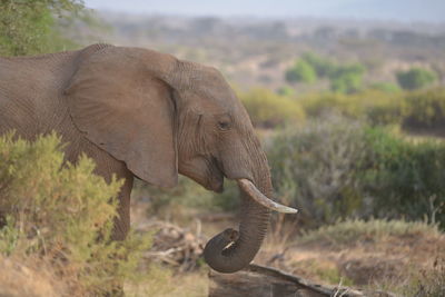 Close-up of elephant on landscape