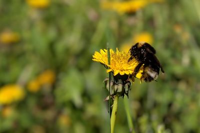 Close-up of butterfly pollinating on yellow flower