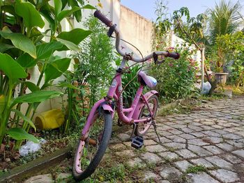 Potted plants on footpath