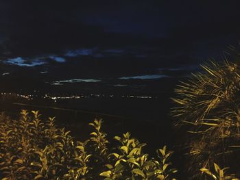 Close-up of plants against sky at night