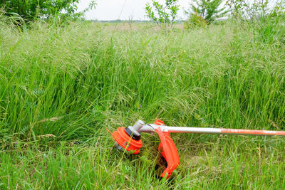 Close-up of grass growing on field