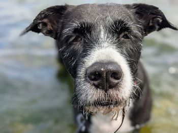 Close-up portrait of dog