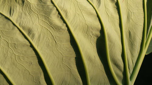 Full frame shot of leaves