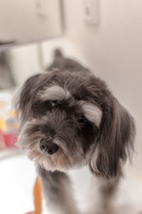 Close-up portrait of dog at home