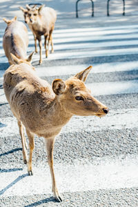 View of deer standing on road
