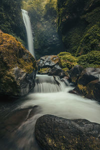 Scenic view of waterfall in forest