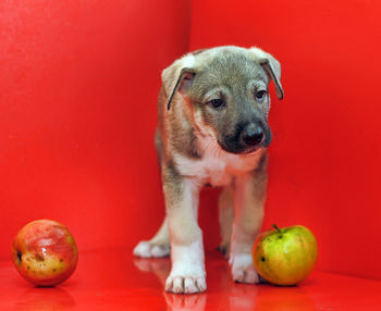 Portrait of a dog