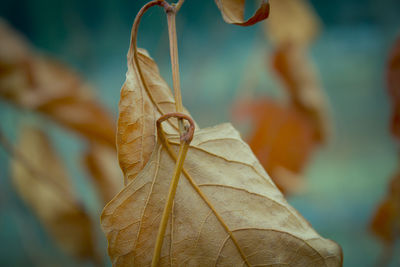 Close-up of dried leaves on plant