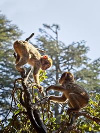 Low angle view of monkey on tree
