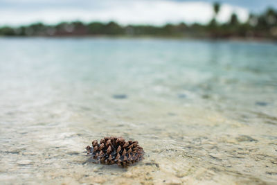 Close-up of crab on sand at beach