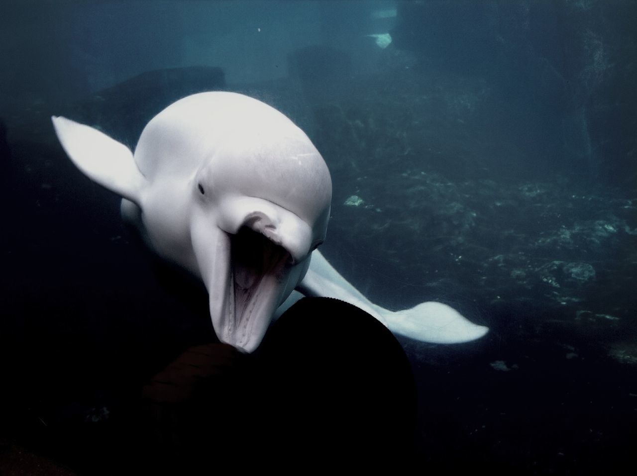 water, swimming, underwater, fish, indoors, high angle view, sea life, close-up, white color, no people, sculpture, wildlife, animal representation, swan, human representation, animal themes, art and craft, statue, day