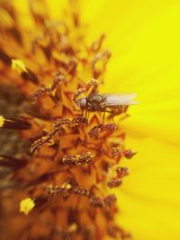 Close-up of insect on flower