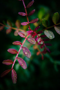 Close-up of red berries growing on plant