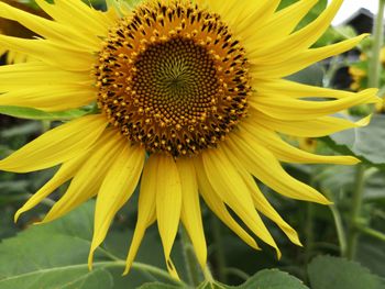 Close-up of sunflower