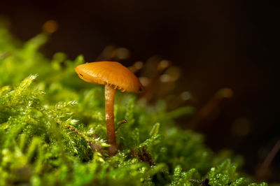 Close-up of mushroom growing on field