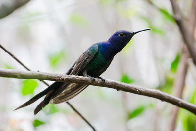 Close-up of bird perching on tree