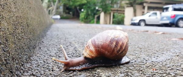 Close-up of snail