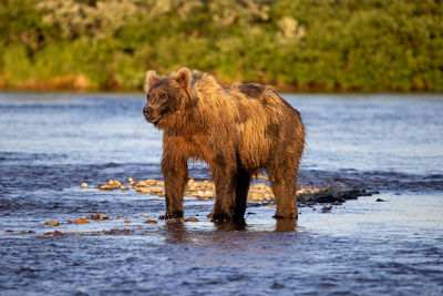 Big brown bear standing in shallow river in soft evening light