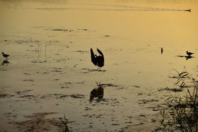 View of birds on beach