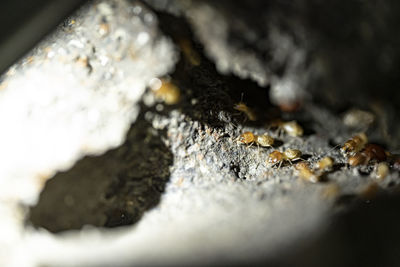 Close-up of insect on wood