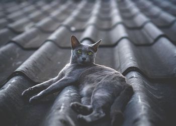 Portrait of cat resting outdoors