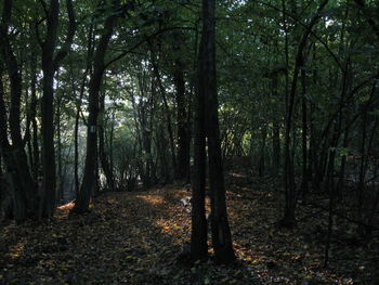 Trees in forest
