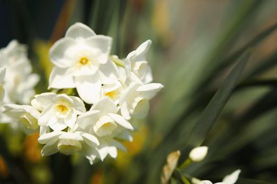 Close-up of white flowers blooming outdoors