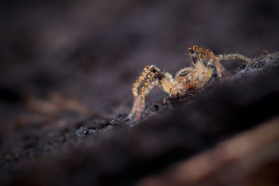 Close-up of spider