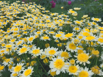 Close-up of fresh yellow flowers in field