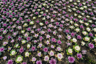 Full frame shot of flowering plants