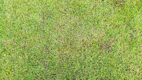 Full frame shot of leaf on field