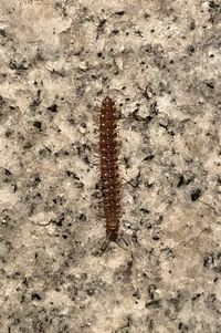 High angle view of insect on land