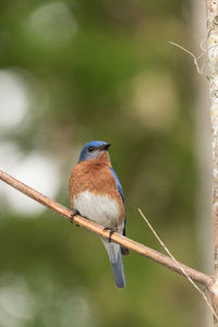 Close-up of bird perching on branch