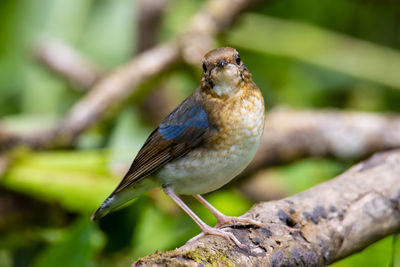 Close-up of bird perching on tree